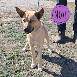 Noxi, junge blauäugige Junghündin, lieb, freundlich, verträglich, ein Traumhund