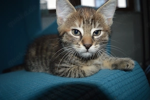 Kuschelpersonal wird dringend gesucht!
