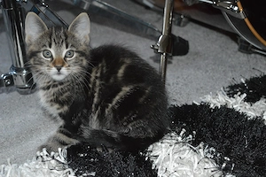 Maine coon    Hauskater Mix Rasselbande sucht!
