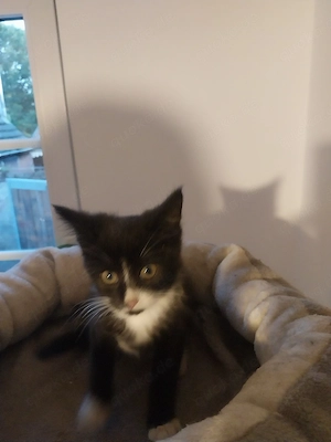 Maine Coon Kitten