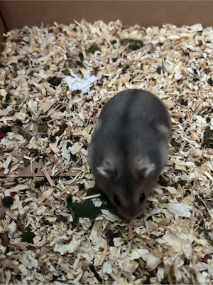 Weicher Hamster 