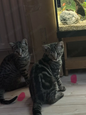 5 Katzenbabys in gute Hände abzugeben 