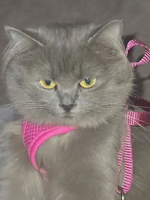 Deckkater gesucht 