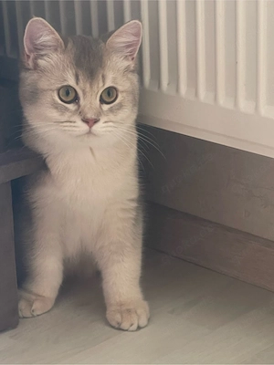 BKH-Kater Golden und Creme