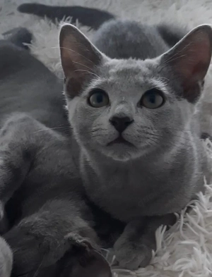 russisch blau kitten Mädchen