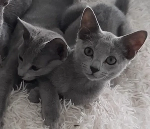 russisch blau kitten Mädchen Bild 3