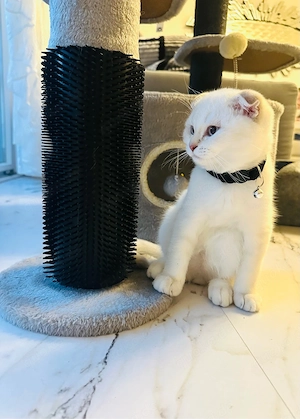...BKH Mix Baby Katzen...