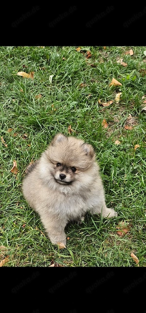 Welpen Pomeranian Zwergspitz 