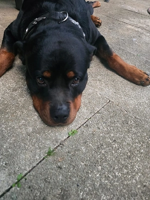 Rottweiler Deckrüde 