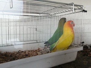 Pärchen Rußköpfchen 