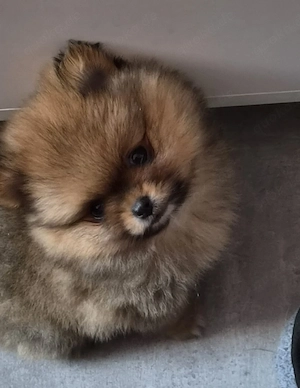 1 Wunderschöne Pomchi Hündin!