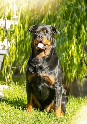 Rottweiler Deckrüde 
