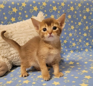 Schöne Abessinier-Mix Kitten