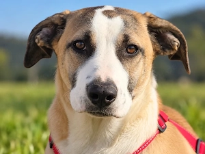 Petunia sucht ihr Zuhause