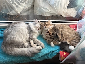 Zwei liebevolle BKH-Mix-Kätzchen (Kira & Rosi) nur zusammen in ein schönes Zuhause abzugeben