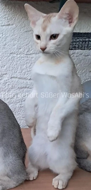 Reinrassige Abessinische Kätzchen 