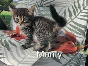 Süsse Cashmere Bengal x Mainecoon Kitten