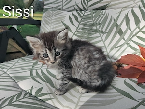 Zauberhafte Kitten, Mainecoon x Cashmere Bengal 