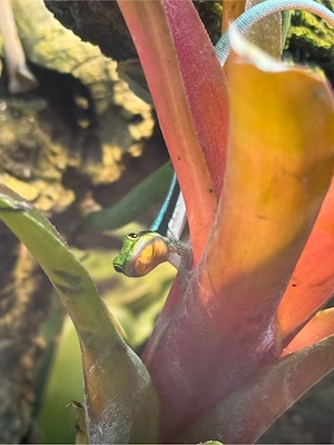 Phelsuma Klemmeri 0.03 mit Terrarium