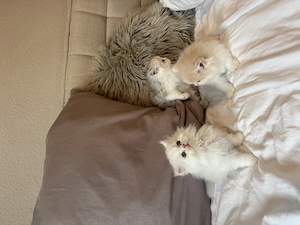BLH  BKH Katzenbabys