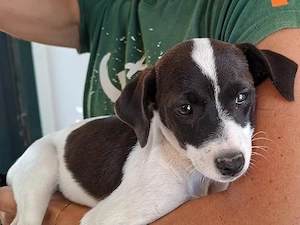 Buba sucht ihr Zuhause (noch auf Sardinien)