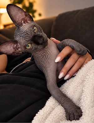 Sphynx katze 12 wochen 