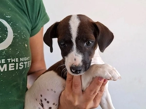 Birbi sucht ihr Zuhause (noch auf Sardinien)