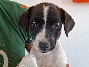 Bruna sucht ihr Zuhause (noch auf Sardinien)