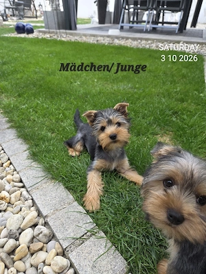 Yorkshire Terrier Welpen   Chip