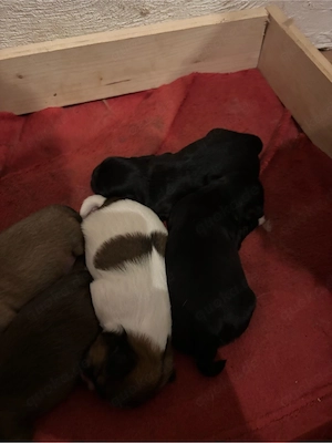 Shi-Tzu Welpen 