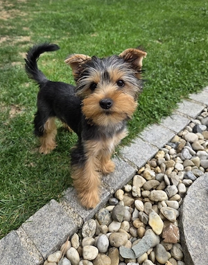 Yorkshire Terrier Hündin     Chip
