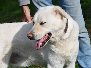 Tyson sucht sein Zuhause (noch auf Sardinien)