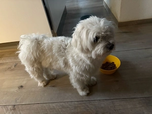 reinrassiger Malteser