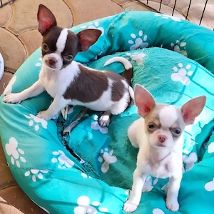 Zuckersüße Chihuahua-Welpen suchen ein liebevolles Zuhause