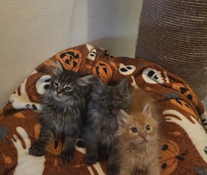 Herzensbrecher auf 4 Pfoten (Maine Coon)