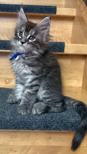 Maine Coon Kater Zuchtoption