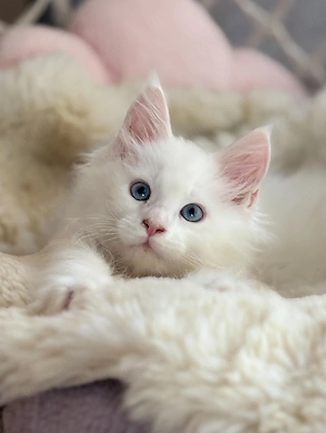 Maine coon kater mit blauen Augen!