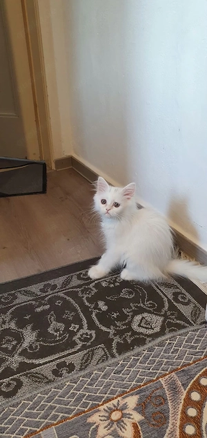    Reinrassiges Perser-Kitten sucht liebevolles Zuhause    