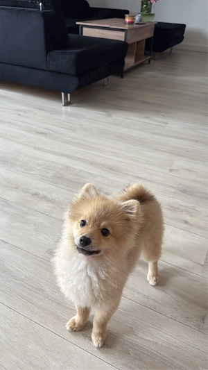 Chico, 5 Monate alter Pomeranian Zwergspitz-Rüde sucht dringend ein liebevolles Zuhause