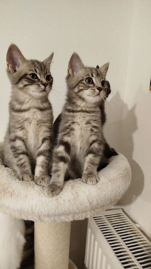 Nur noch ein Kater zu verkaufen.