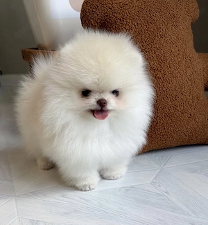 Wunderschöne Pomeranian   Zwergspitz Welpen