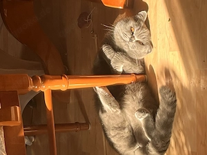  Wunderschöne BKH-Katze sucht ein liebevolles Zuhause 
