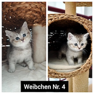 6 BKH Kitten abgabereit