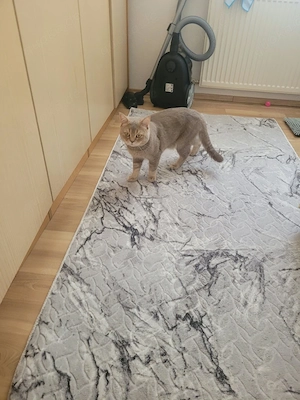 kurz haare britische Kater 