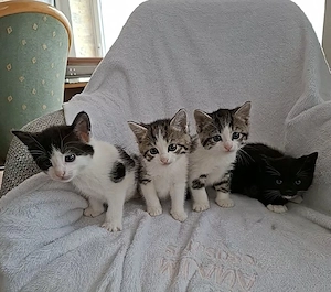 Babykatzen 