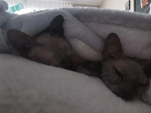 Sphynx Geschwister 