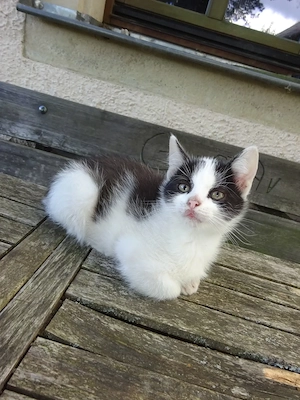 Kleiner Kater