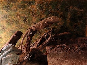 Bartagame sucht ein neues Zuhause 