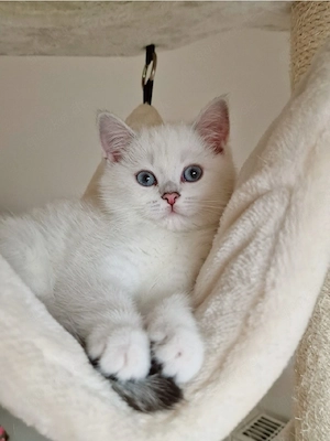 BKH kitten mit schönen blauen Augen (Abgabebereit)