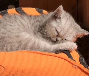 BKH Kitten